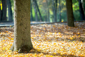 Wall Mural - wooden trunk of a big tree with fallen yellow leaves in autumn park.