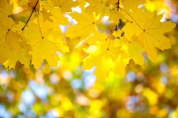 Wall Mural - close up of bright yellow and red maple leaves on fall tree branches with vibrant blurred background