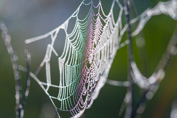 closeup spider web in water drop, natural animal outdoor background