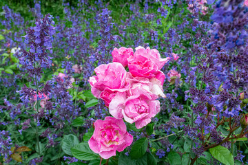 Wall Mural - Closeup shot of pink withered roses and violet catnips growing in the garden