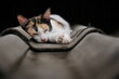 Thai calico cat, Three color cute cat sleeping on fiber cement roof of house