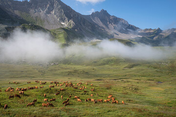 Wall Mural - Herd of cows in a mountain meadow in the Alps in France
