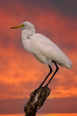 Canvas Print - ardea alba/ white heron portrait africa kenya