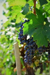 Poster - grapes on vine