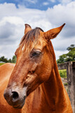 Fototapeta Konie - Close lateral de um cavalo marrom com céu azul ao fundo