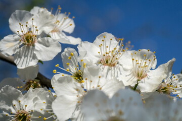 Wall Mural - White plum blossoms in the spring season.  Plum blossom. White plum flowers on the background of the blue sky.