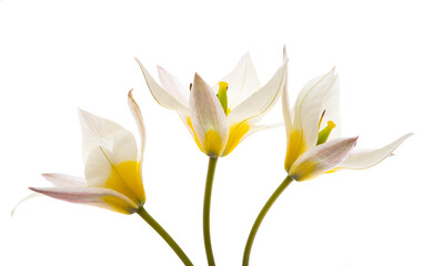 Wall Mural - wild tulip flower isolated