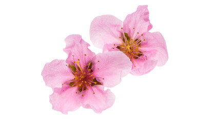 Wall Mural - sakura flowers isolated