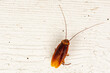 Close up of a large cockroach dead on an old table with copy space