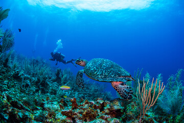 Wall Mural - diver and reef and turtle 