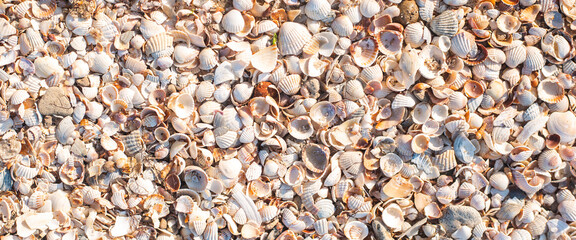 Wall Mural - Background with beautiful seashells on a sunny day. Top view, flat lay. Banner