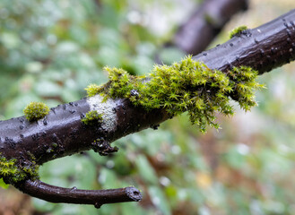 Wall Mural - Moss on a branch raindrops