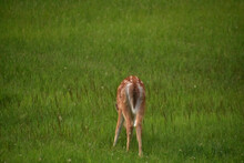 Grazing Baby Deer With Spots On His Fur In A Field