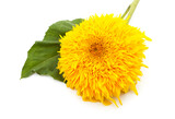 Fototapeta Psy - One yellow sunflower.
