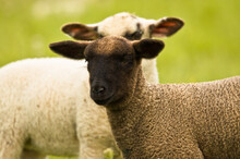 Portrait Of Two Beautiful Cute Lambs 