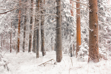 snow covered trees