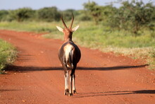 Back View Of A Blesbok Damaliscus Pygargus Ssp. Phillipsi Antelope On Dirt Road With Bushes