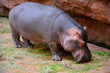 hipopotam, Hippopotamus