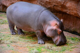 Fototapeta  - hipopotam, Hippopotamus