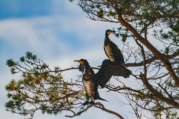 Two big cormorants perching on a tree branch