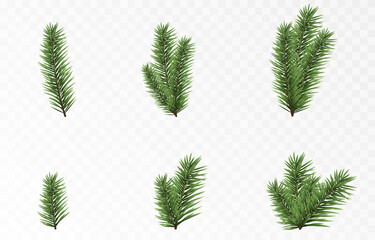 set of vector fir branches. spruce branches png, pine, spruce. christmas decorations.