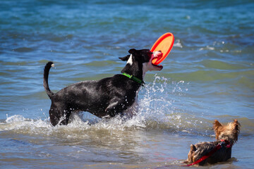 Dogs play at the Del Mar dog beach