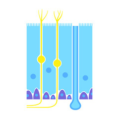 Wall Mural - Olfactory epithelium anatomy