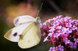 Pieris Mannii - Southern small white butterfly