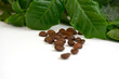 coffee beans, ziarna kawy