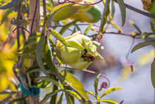 Bud Of The Passion Flower. The Flower Is Closing And It Will Begin The Process To Become A Fruit. The Three Stigmas Are Still Visible. The Fruit Of The Passiflora Is Called Passion Fruit And Is Edible