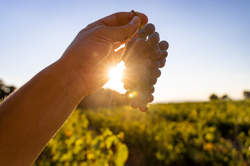 A sunset view of Provence wine region in the South of France