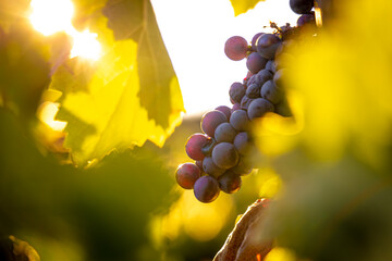 A sunset view of Provence wine region in the South of France