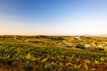 A sunset view of Provence wine region in the South of France