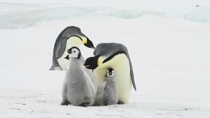 Wall Mural - Emperor Penguins with chicks close up in Antarctica