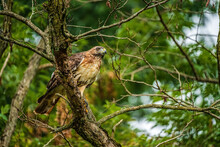Red Tailed Hawk Perched On Branch In Tree Looking For Prey 