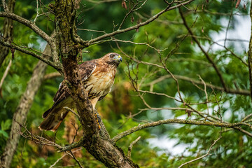 red tailed hawk perched on branch in tree looking for prey