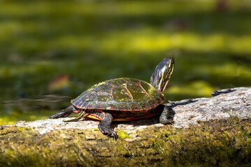 Poster - The painted turtle (Chrysemys picta) is the most widespread native turtle of North America