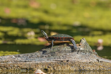 Sticker - The painted turtle (Chrysemys picta) is the most widespread native turtle of North America