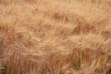 Canvas Print - Wheat cultivation. In Japan, seeds are sown around October and harvested around June of the following year. 