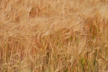 Poster - Wheat cultivation. In Japan, seeds are sown around October and harvested around June of the following year. 