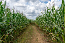 A Path For A Maze Is Cut Out Of A Corn Field With A Blue Sky Filled With Puffy Cotton Like Cumulous Clouds.