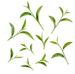 Wall Mural - Green tea leaves isolated on white background