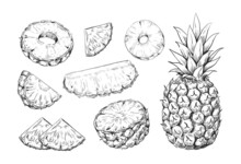 Hand Drawn Pineapple. Exotic Ananas Pieces And Slices. Tropical Plant Fruit Sketches Set. Nature Sweet Dessert Template. Botanical Summer Meal Elements. Vector Juicy Vegetarian Food