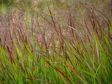 Panicum Virgatum 'Shenandoah' Grass In Late Summer In The Garden