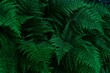 © maciek365 - Perfect natural fern leaves in a dark and moody feel. Horizontal background pattern, great for decorations.