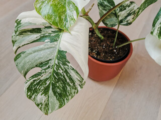 Monstera albo borsigiana or variegated monstera. Leaf closeup of a full plant in a planter on a wooden floor.