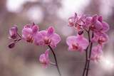 Fototapeta Storczyk - Storczyk - Orchidea