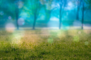 Wall Mural - abstract natural background, trees in the early morning with beautiful fantastic bokeh