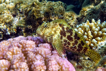 Wall Mural - Stocky hawkfish - Red sea,coral reef, Egypt