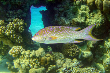 Sticker - Yellow-edged lyretail, - Variola louti ,Red sea fish, Egypt